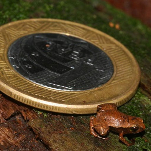 Capítulo 1: Minúsculos sapos brasileiros