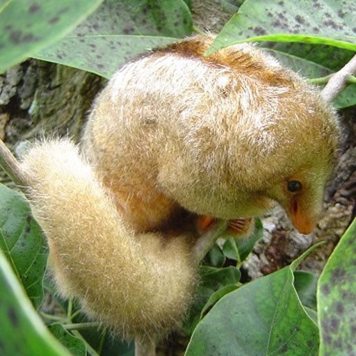 Capítulo 2: Um tamanduá que cabe na palma da mão