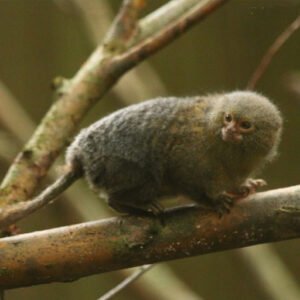 Capítulo 3: mini-macacos da floresta