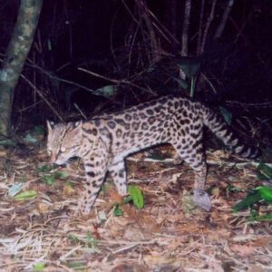 Capítulo 4: Pequenos gatos brasileiros