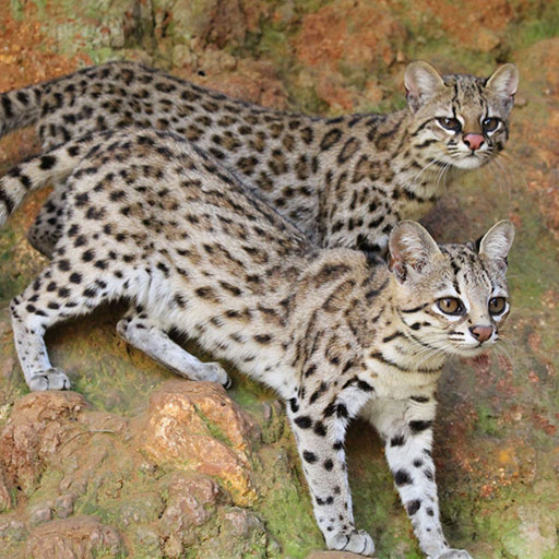 Capítulo 4: Pequenos gatos brasileiros