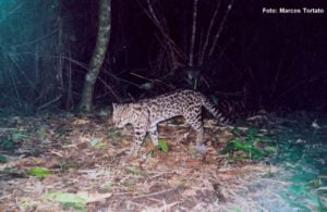 Capítulo 4: Pequenos gatos brasileiros