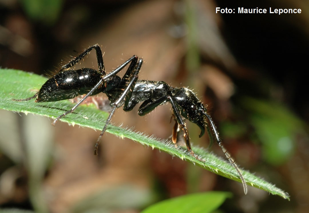 ML056686-Dinoponera-lucid-BR-Barrolandia-2005_08_05 17-47-50┬®MauriceLeponce