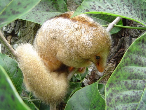 tamanduaí pequeno