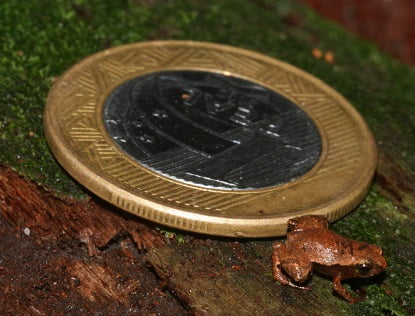 wattpad foto Thais Conde