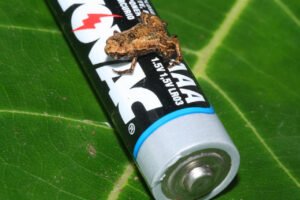 Capítulo 1: Minúsculos sapos brasileiros