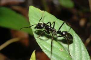 Capítulo 5: uma pequena grande formiga