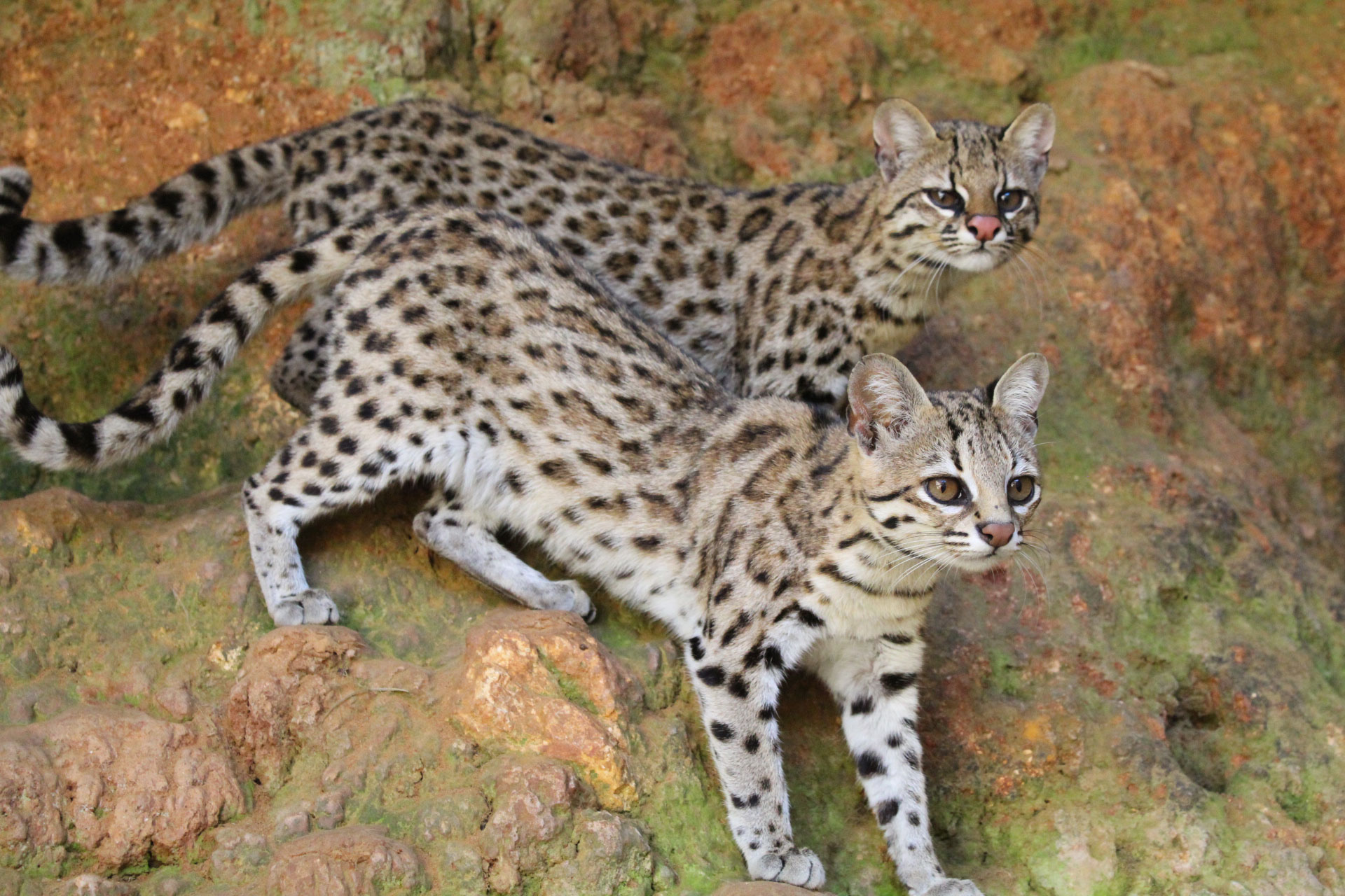Capítulo 4: Pequenos gatos brasileiros